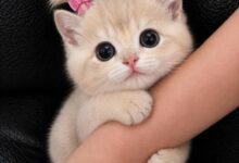 Aesthetic Cute DP