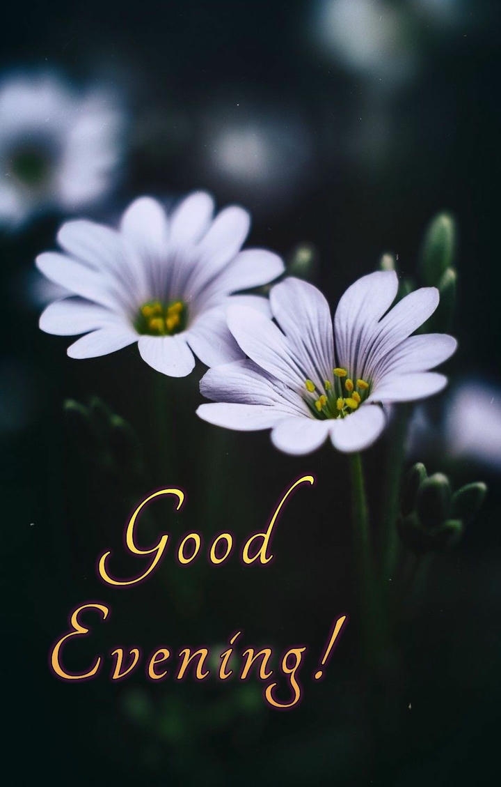 Good Evening Images for WhatsApp DP