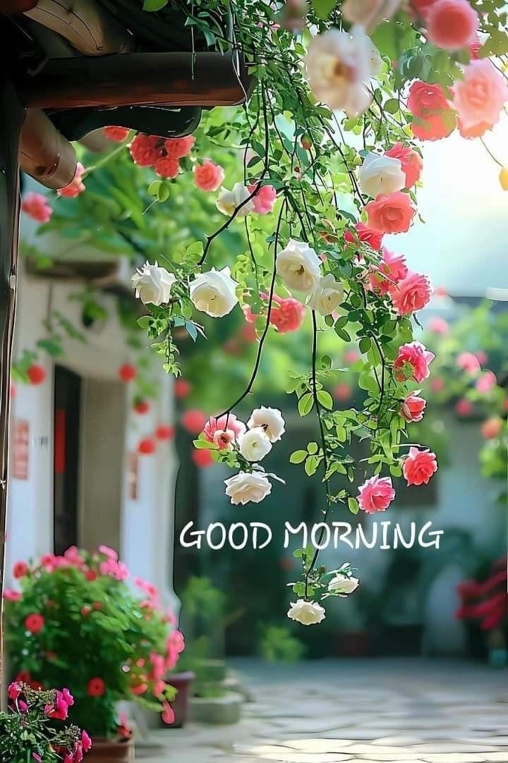 Good Morning Images for WhatsApp