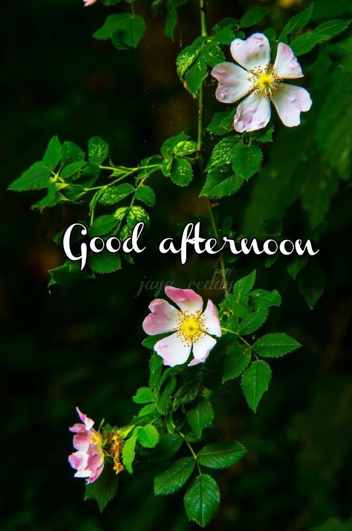 New Good Afternoon Images
